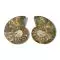 Ammonite, 2 moitiês polies 3B Scientific U75010