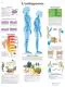 Planche anatomique L'ostéoporose B Scientific VR2121UU