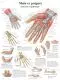 Planche anatomique Main et poignet - Anatomie et pathologie VR2171UU