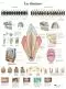 Planche anatomique La denture VR2263L