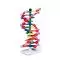 Modèle ADN double hélice miniDNA™ amélioré (12 segments) W19763 3B Scientific