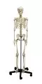 Squelette humain d'adolescent 2700 Erler Zimmer
