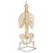 Colonne vertébrale classique flexible avec thorax et moignons du fémur