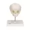 Crâne de fœtus A26 3B Scientific