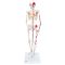 Mini-squelette Shorty avec muscles peints, sur socle A18/5