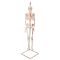 Mini-squelette Shorty avec muscles peints, suspendu A18/6