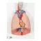 Poumon avec larynx en 7 parties G15 3B Scientific