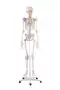 Squelette humain Bert avec marquage des ligaments Erler Zimmer 3010