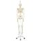 Squelette classique Stan suspendu A10/1