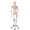 Squelette de luxe Sam, sur support 5 roulettes A13