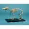 Squelette d'un chien Erler Zimmer