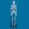 Squelette humain Ben sur support à 5 roulettes Erler Zimmer