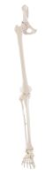 Squelette de jambe avec moitié de bassin et pied flexible 6069 Erler Zimmer