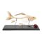 Squelette de poisson - carpe (Cyprinus carpio) T300011