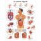Planche anatomique Le système digestif VR2422L