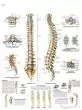 Planche anatomique La colonne vertébrale, Anatomie et pathologie VR2152UU