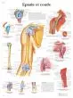 Planche anatomique Epaule et coude VR2170UU