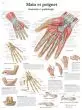 Planche anatomique Main et poignet - Anatomie et pathologie VR2171UU