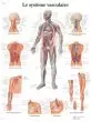 Planche anatomique Le système vasculaire VR2353UU