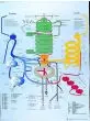 Planche anatomique Le métabolisme humain VR2451UU