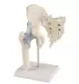 Hanche avec sacrum et ligaments et support 4554 Erler Zimmer