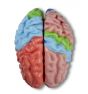 Cerveau en 5 parties avec régions et fonctions  C922 Erler Zimmer 