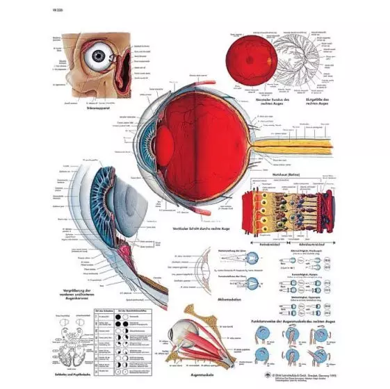 Planche anatomique de L'œil humain VR2226L 3B Scientific