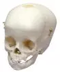 Crâne en 3 parties, bébé de 12 mois Erler Zimmer 4770