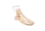 Fantôme radiographique du pied Erler Zimmer transparent
