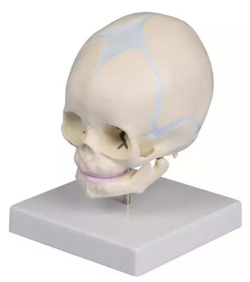 Modèle de crâne de fœtus de 30 semaines 4519 Erler Zimmer