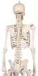 Squelette miniature Patrick Erler Zimmer