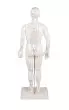 Modèle masculin d'acupuncture 2046 Erler Zimmer