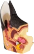 Modèle anatomique de l'oreille canine