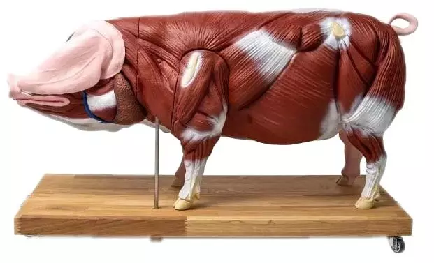 Modèle de cochon 1/2 grandeur nature Erler Zimmer