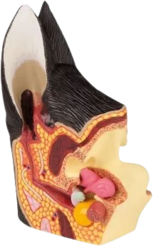 Modèle anatomique de l'oreille canine