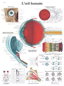 Planche anatomique L'œil humain VR2226UU