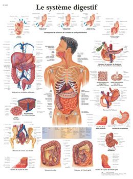 Planche anatomique Le système digestif VR2422UU