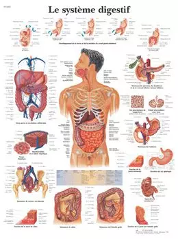Planche anatomique Le système digestif VR2422UU