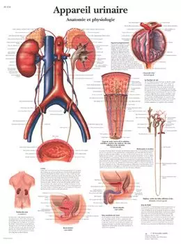 Planche anatomique Appareil urinaire, Anatomie et physiologie VR2514UU