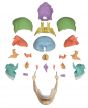 Crâne articulé version Didactique, 22 pièces 4708 Erler Zimmer