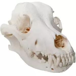 Crâne de chien en os naturels 3B T30021