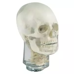 Fantôme radiographique de tête avec vertèbres cervicales Erler Zimmer