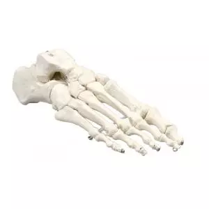 Modèle de squelette du pied 6050 Erler Zimmer