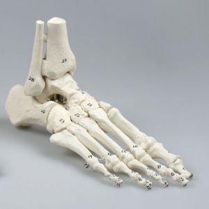Modèle de squelette du pied avec début de tibia et péroné, souple, numéroté 6057 Erler Zimmer