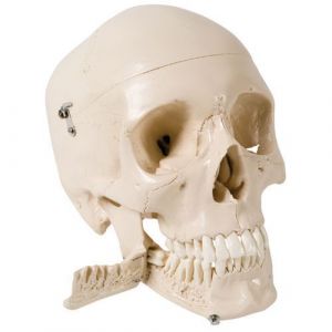 Crâne avec dents pour extraction, en 4 parties W10532