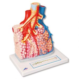 Lobules pulmonaires et vascularisation G60