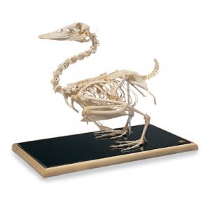 Canard Squelette Os