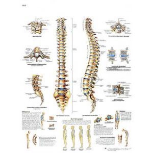 Planche anatomique La colonne vertébrale, Anatomie et pathologie VR2152UU