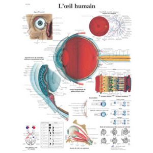 Planche anatomique L'œil humain VR2226UU