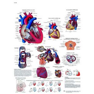 Planche anatomique Le cœur humain, Anatomie et physiologie VR2334UU